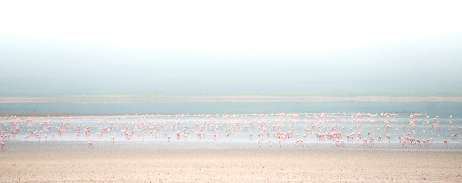 Paysage de flamants roses