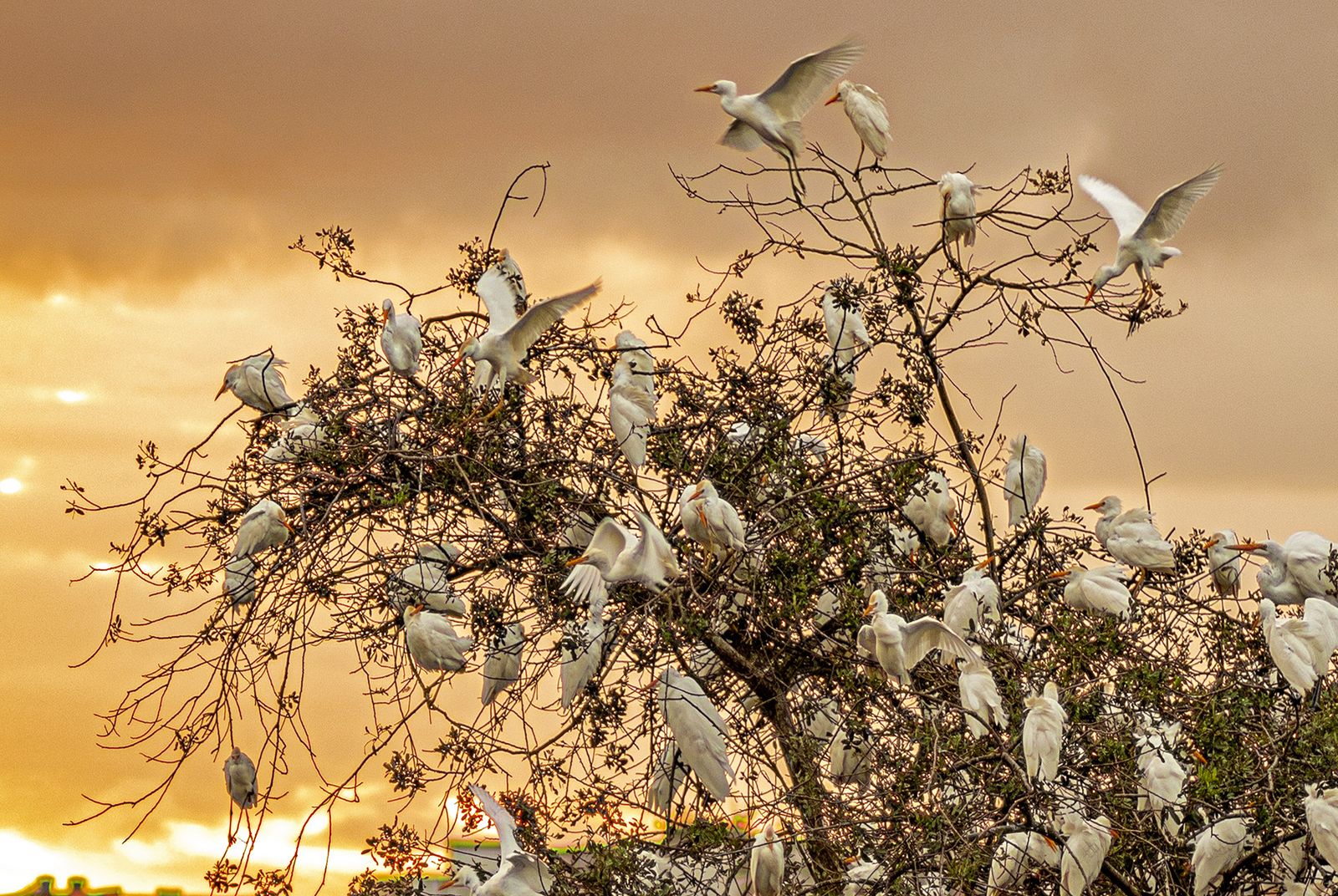 Egret’s Perch