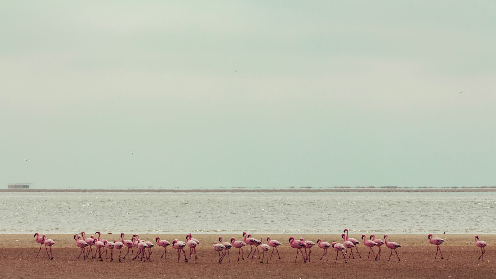 Flamingo