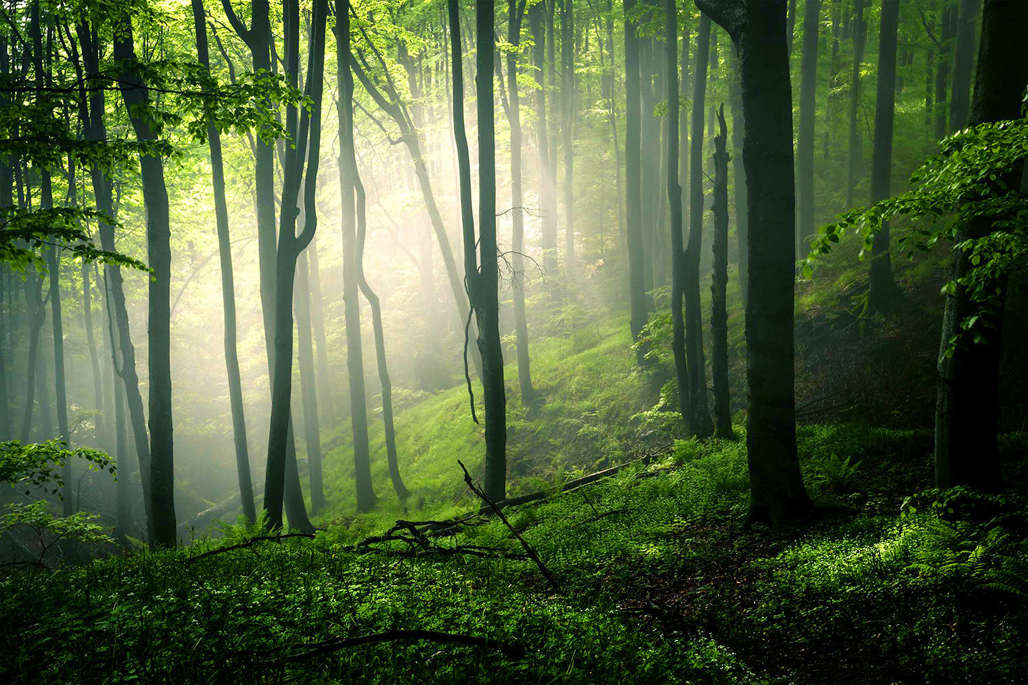 Forêt vivante