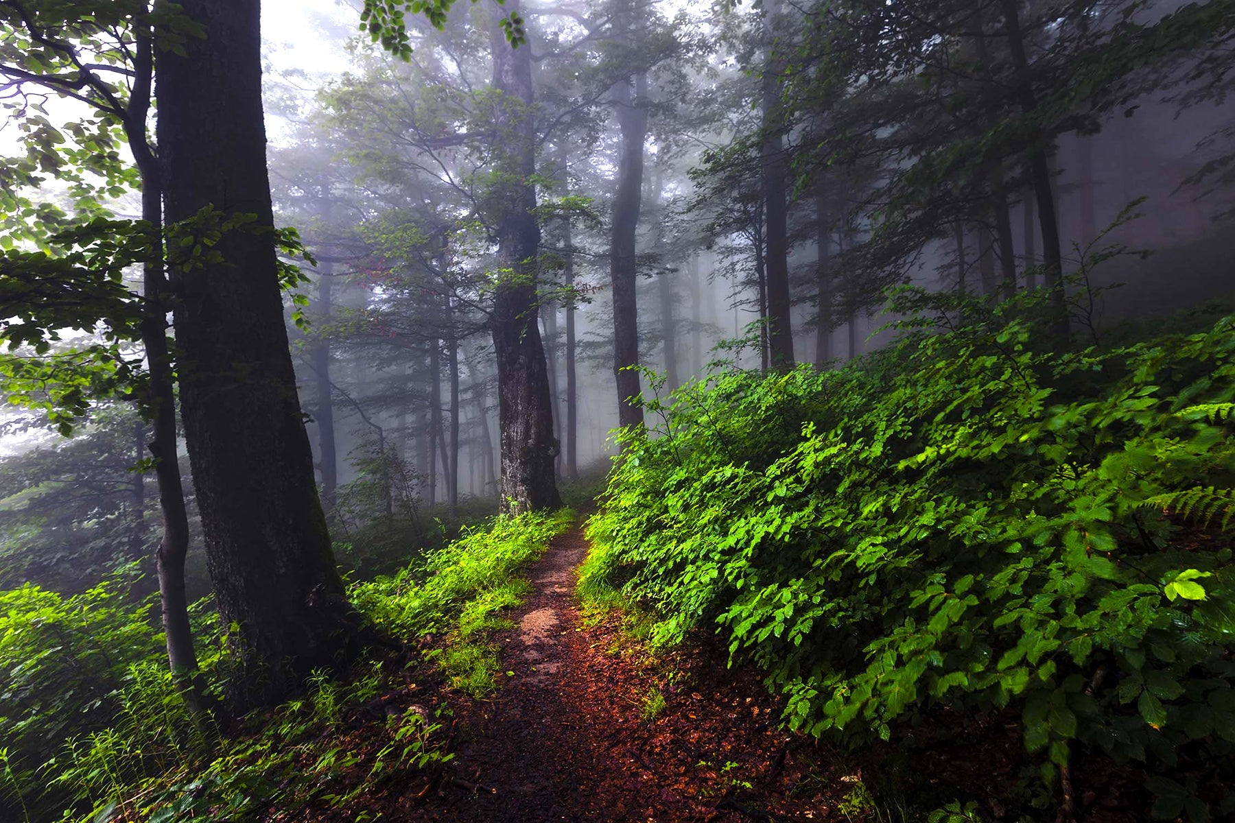 Forêt trouble
