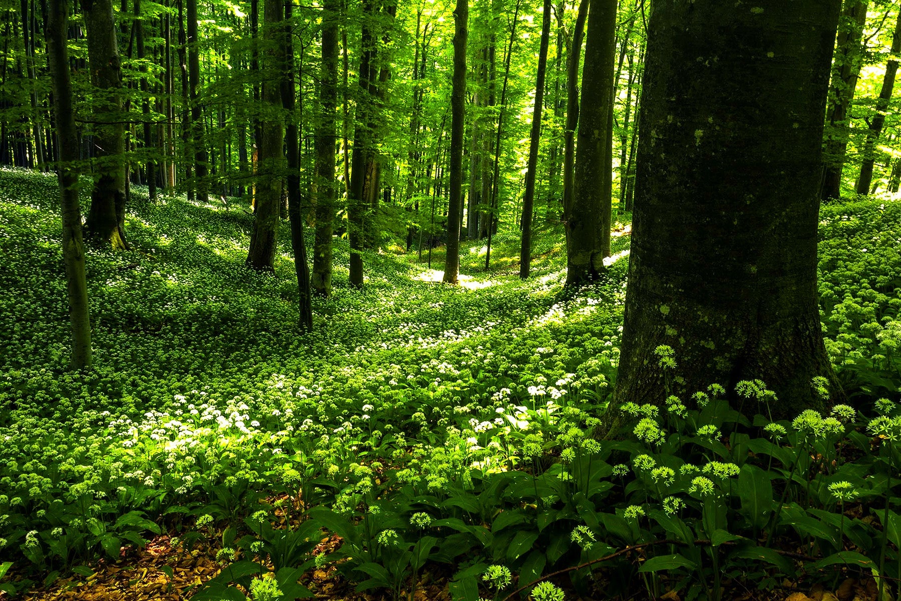 Forêt d'oignons