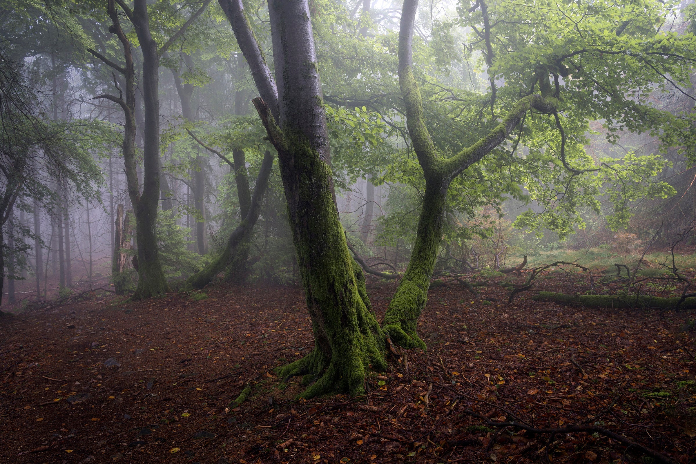 Taunus