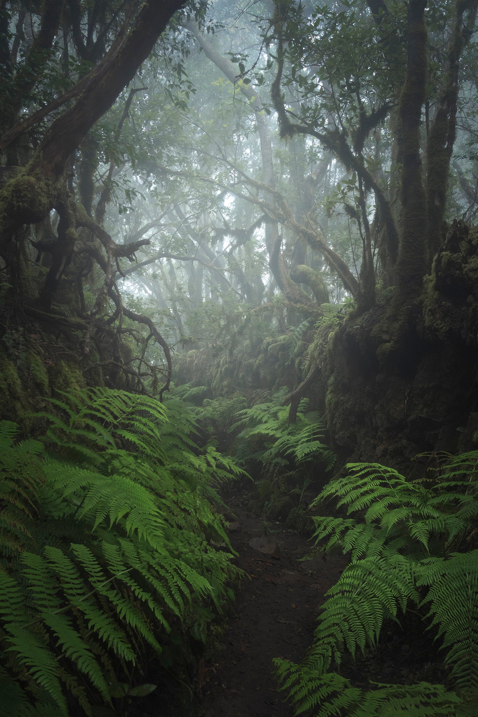 Anaga Ferns I