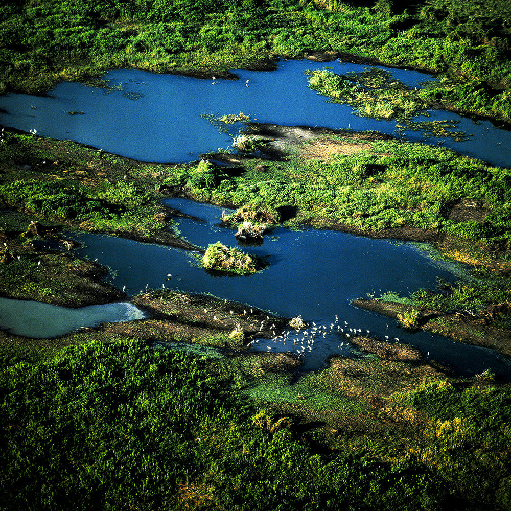 Pantanal