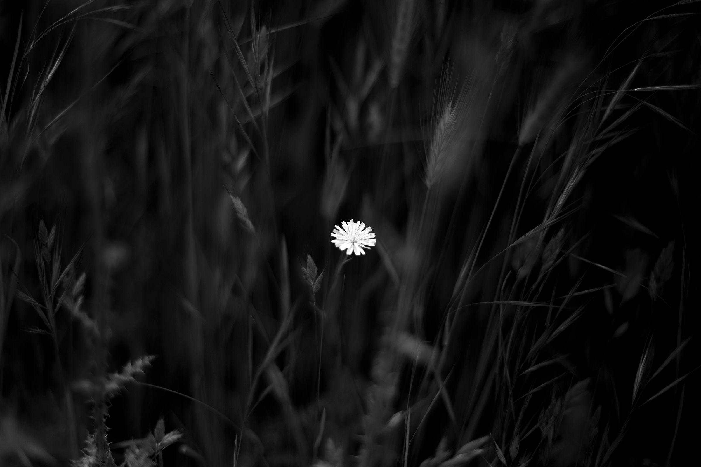 Blumen des Lichts