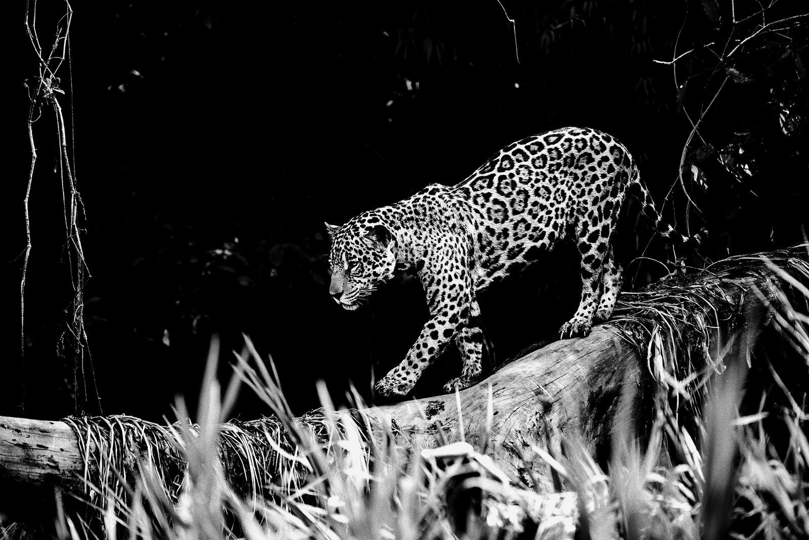 Jaguar - Onça Pintada II