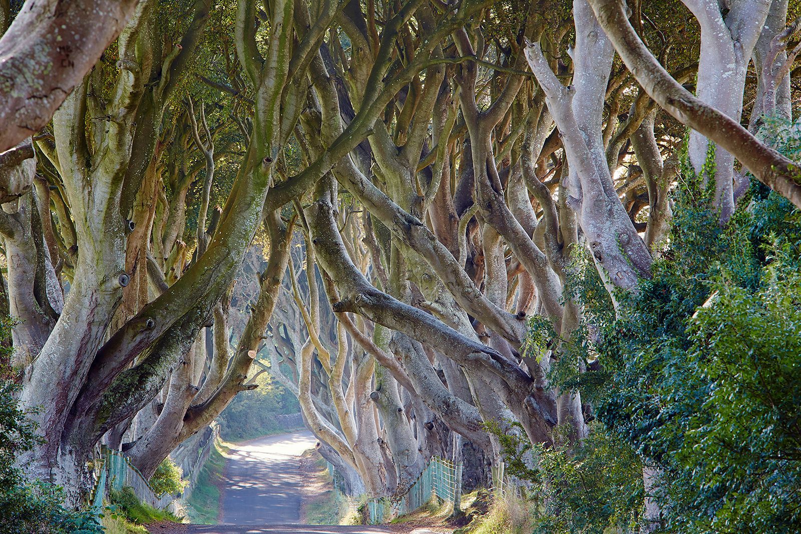 Les haies sombres, Irlande du Nord