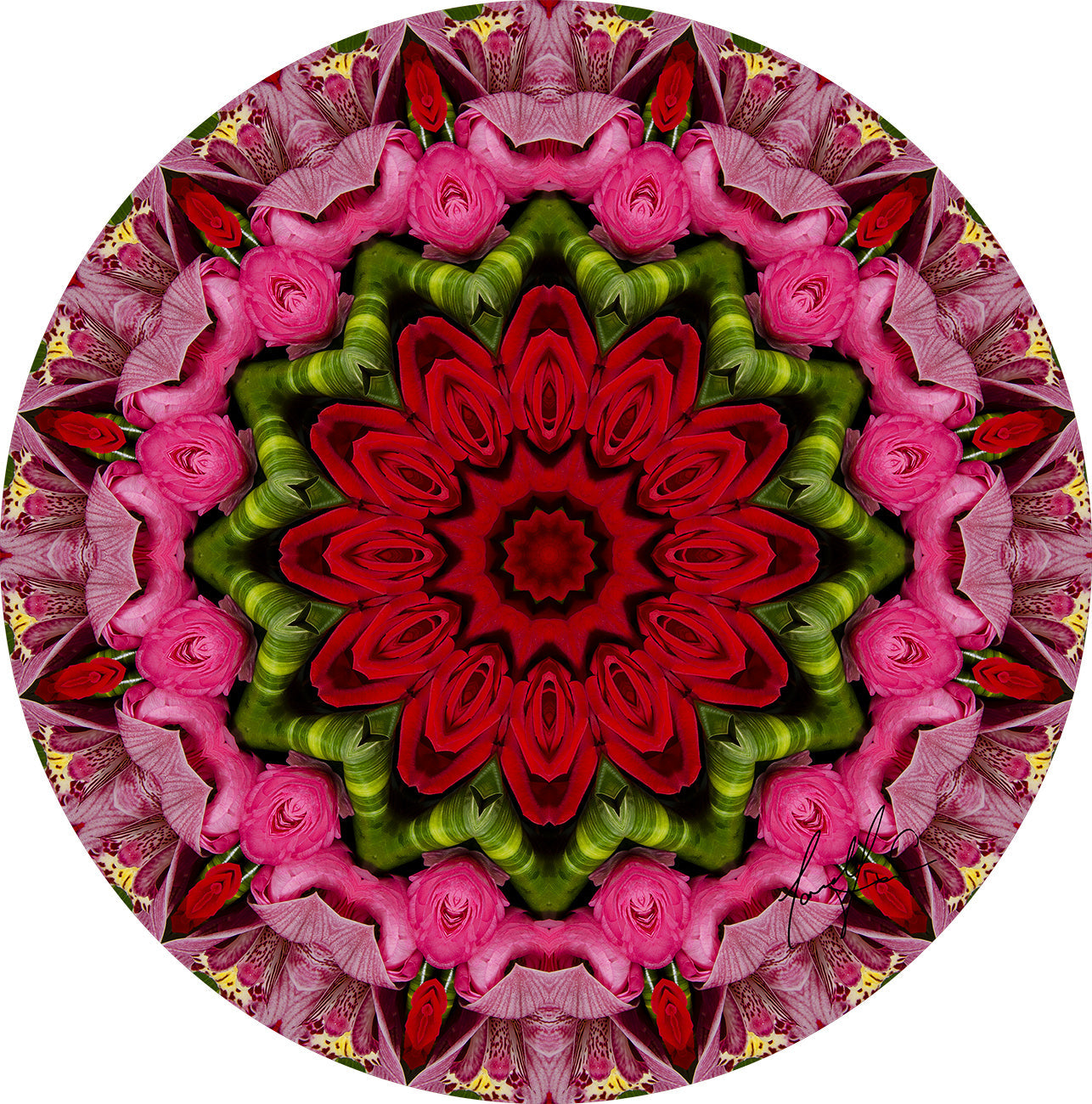 Cairolela