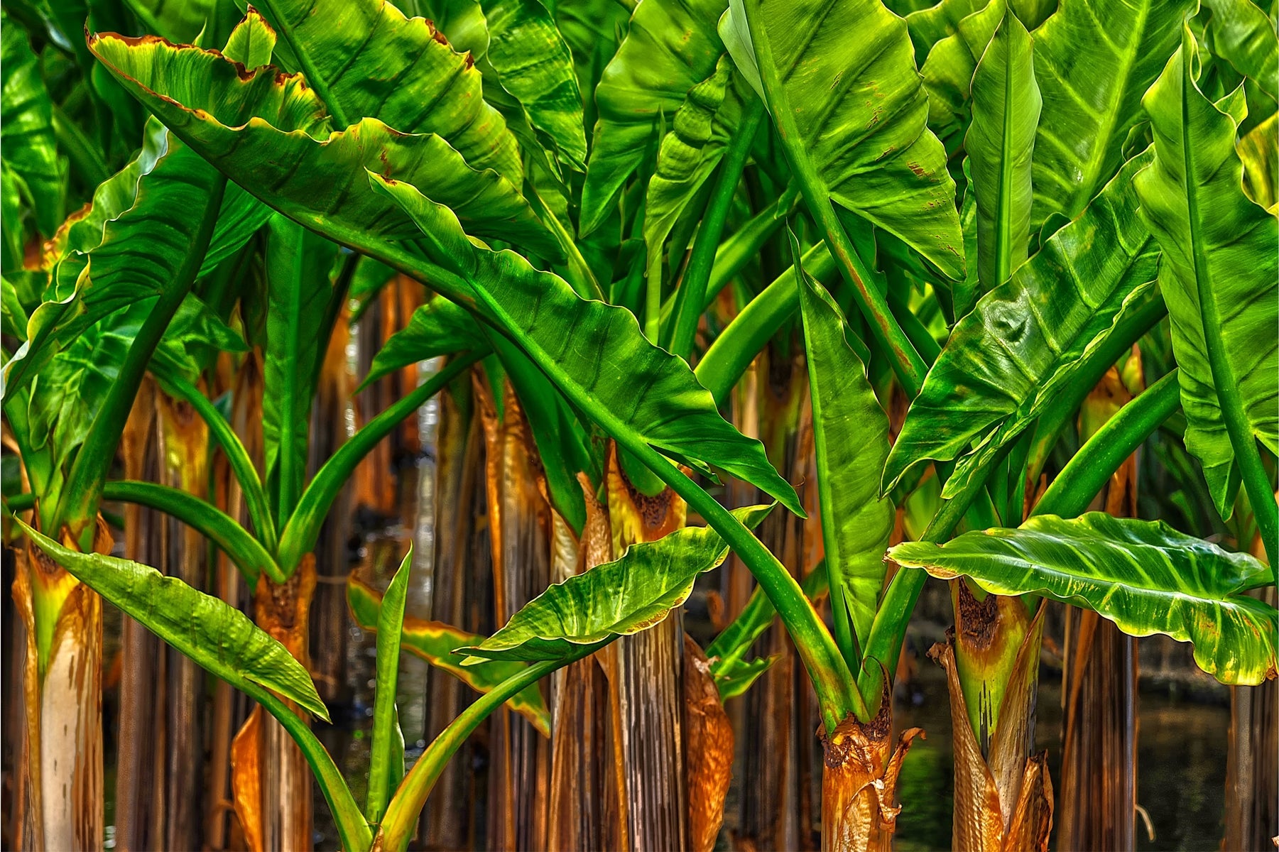 Bananeiras