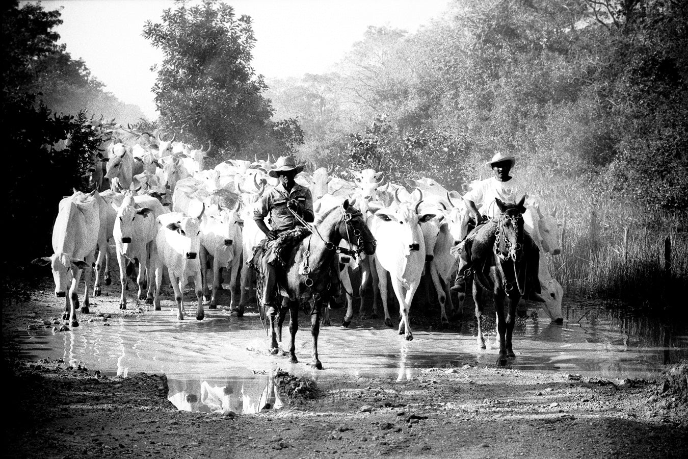 O Pantanal - Mato Grosso 11