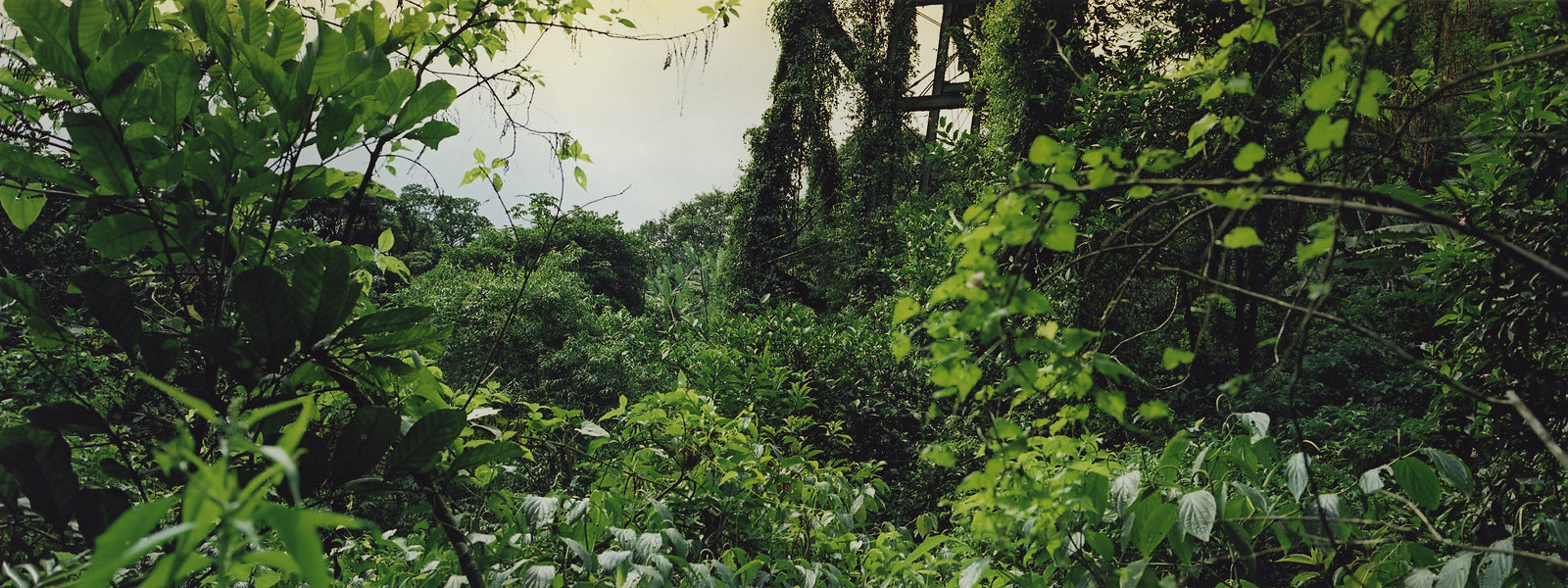 Paranapiacaba IV