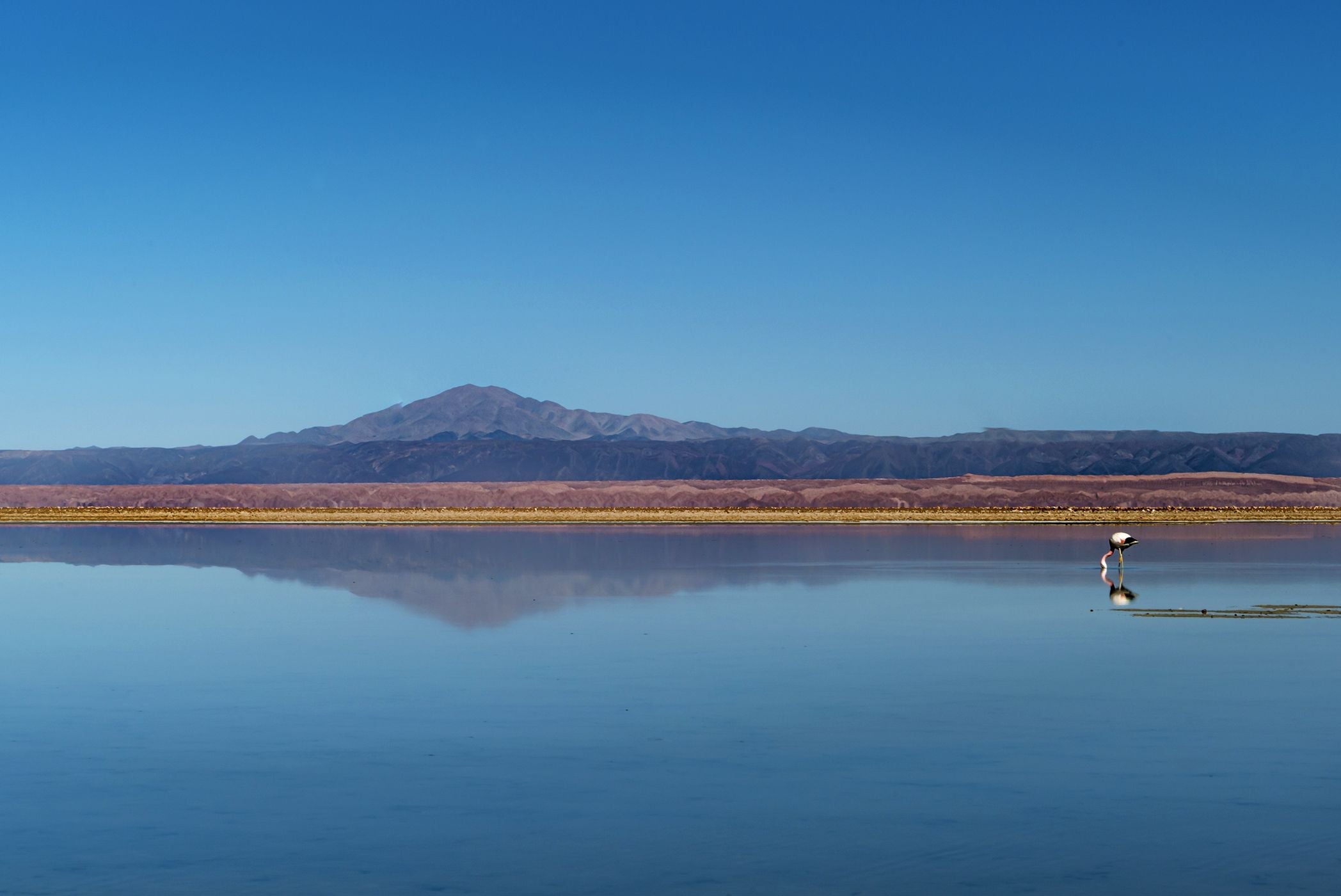 Reserva de Flamingos