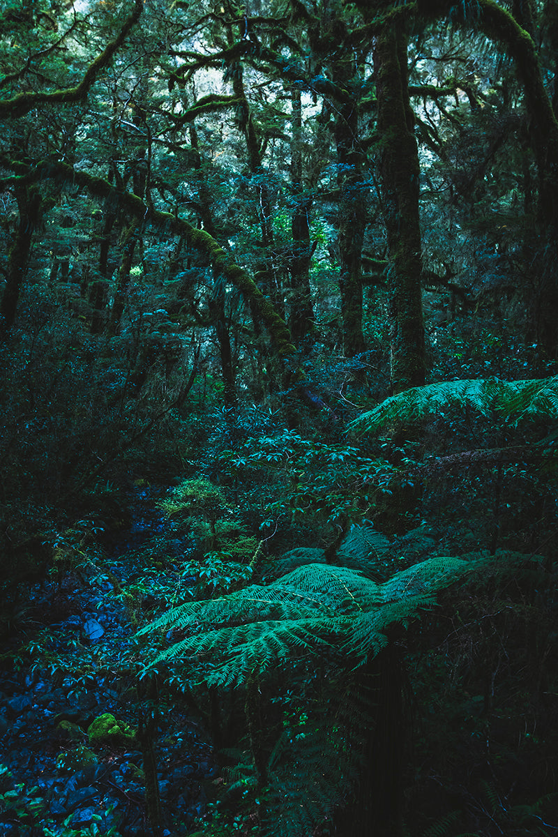 Paisagem Idílica – Floresta Encantada dos Catlins
