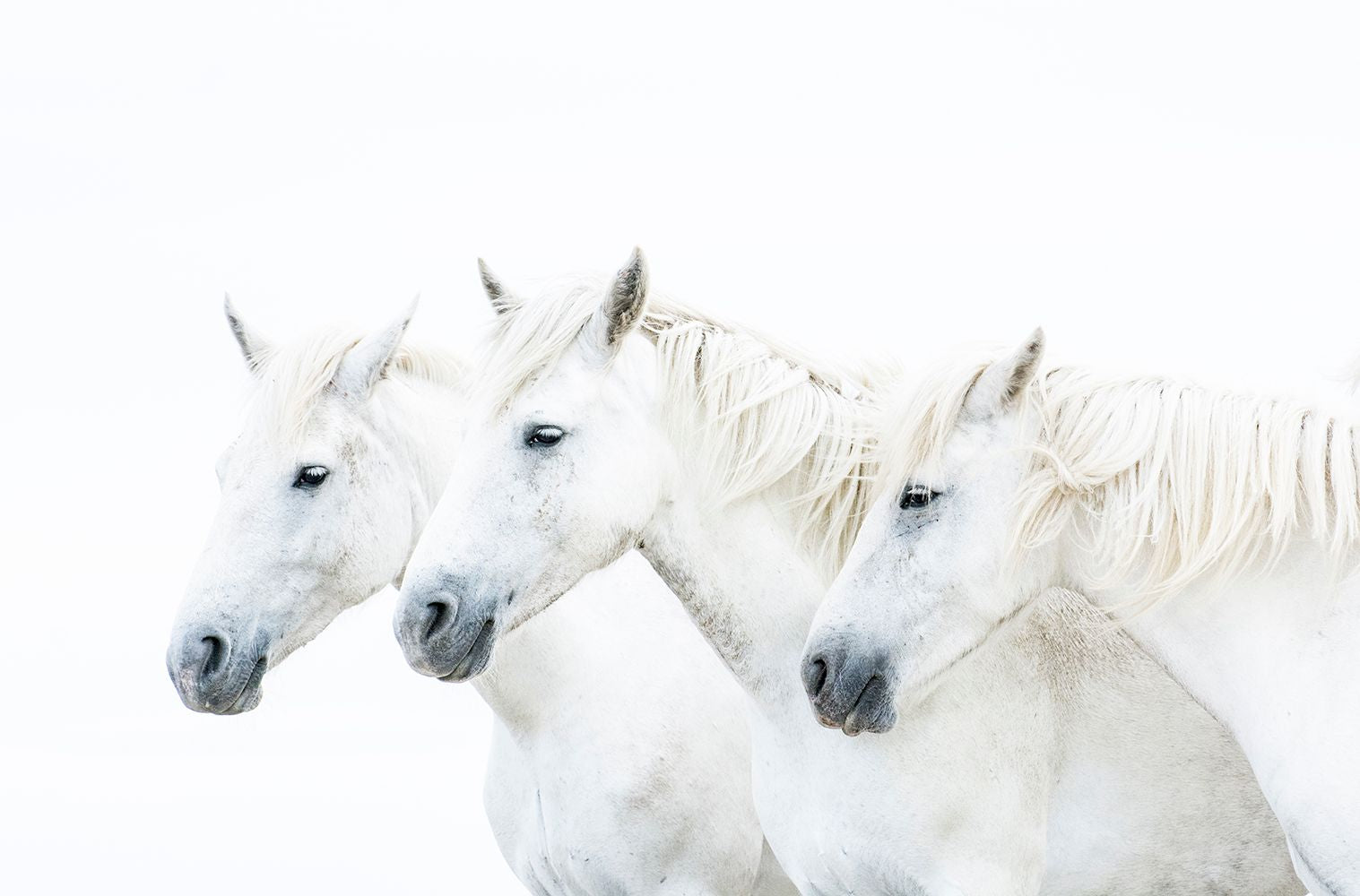 The Three Graces