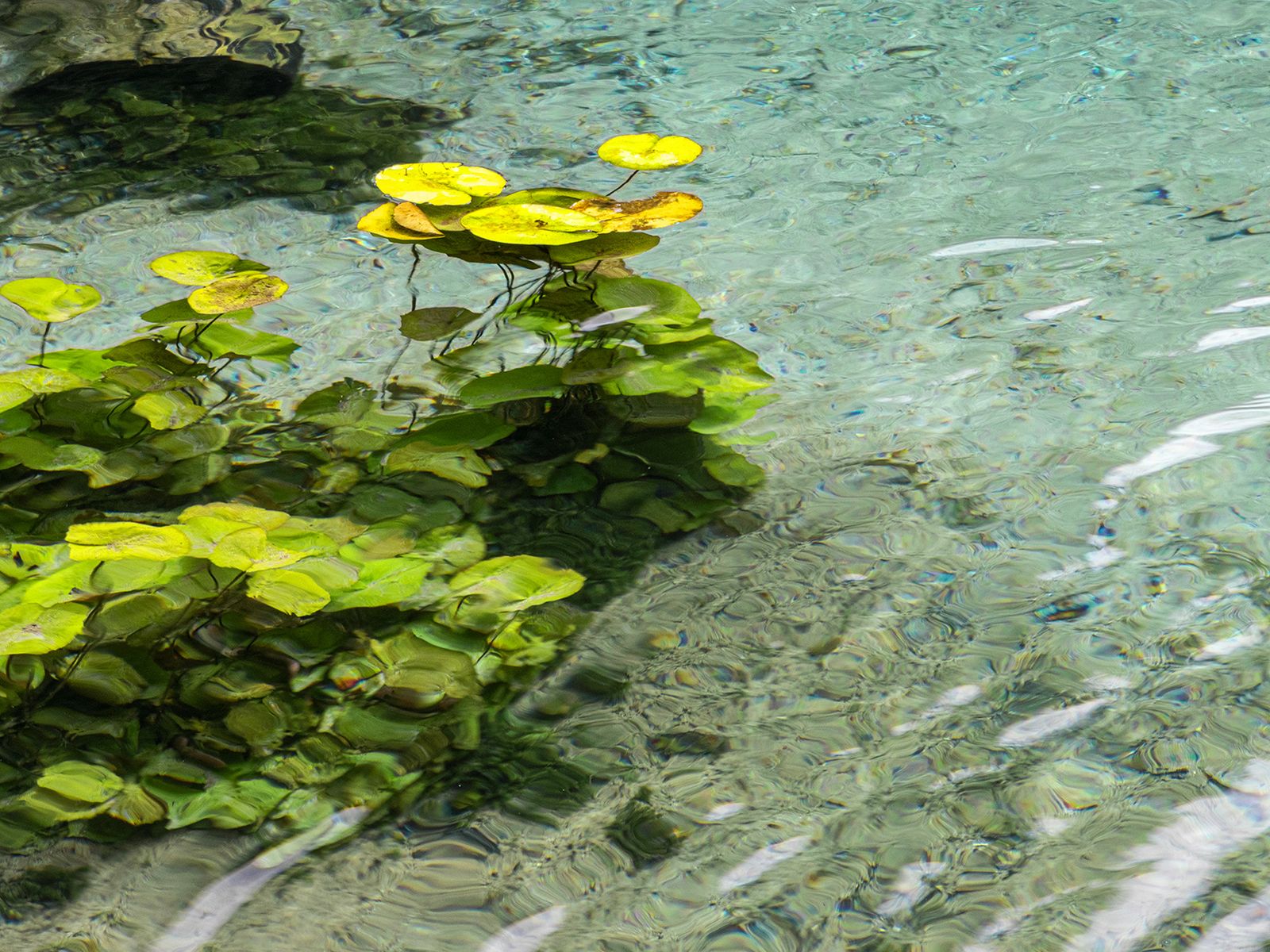 Turquoise of Pratinha