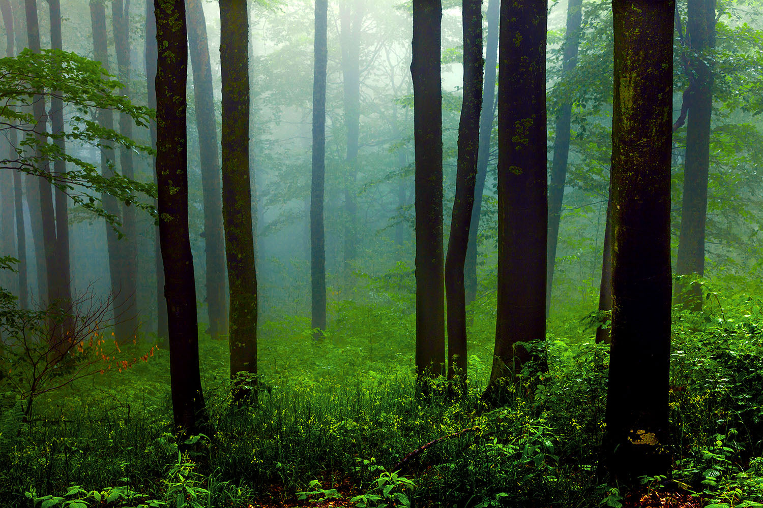 Grüner Wald