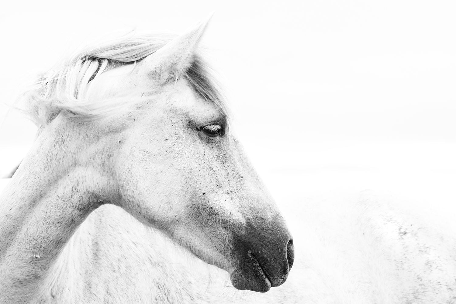 Portrait d'un cheval I