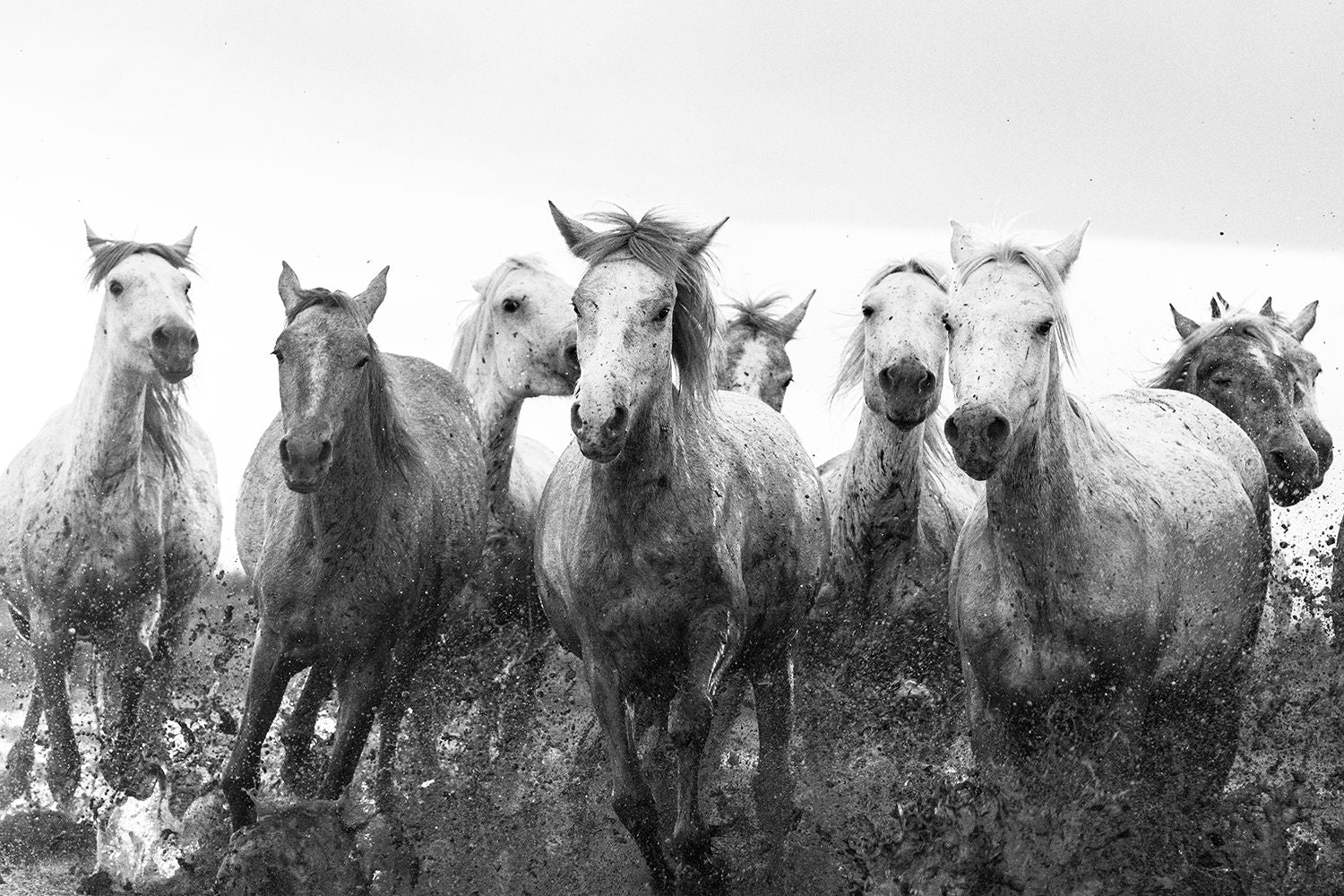 Courir