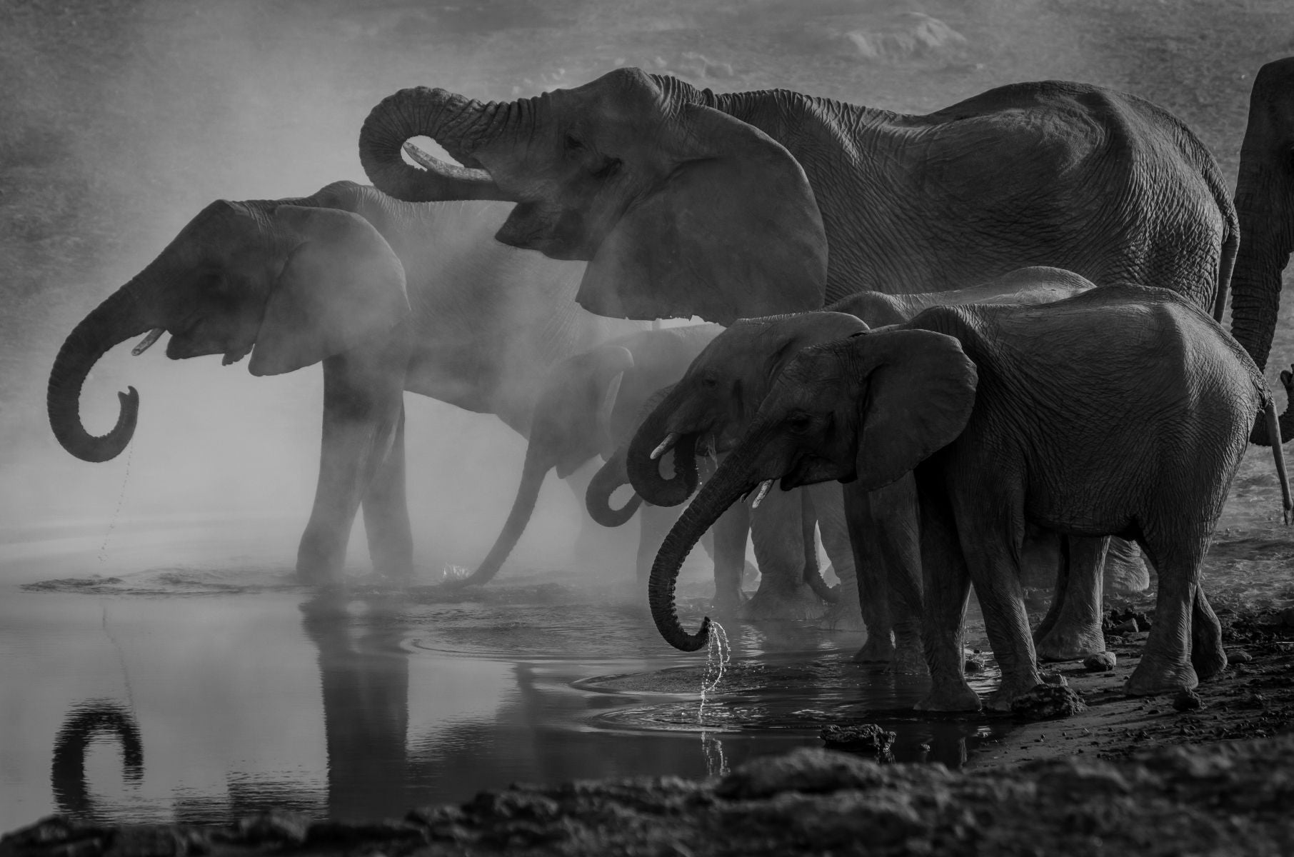 Afrique - Éléphants 