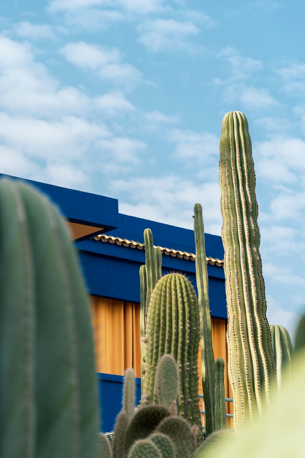 Jardin Majorelle - I