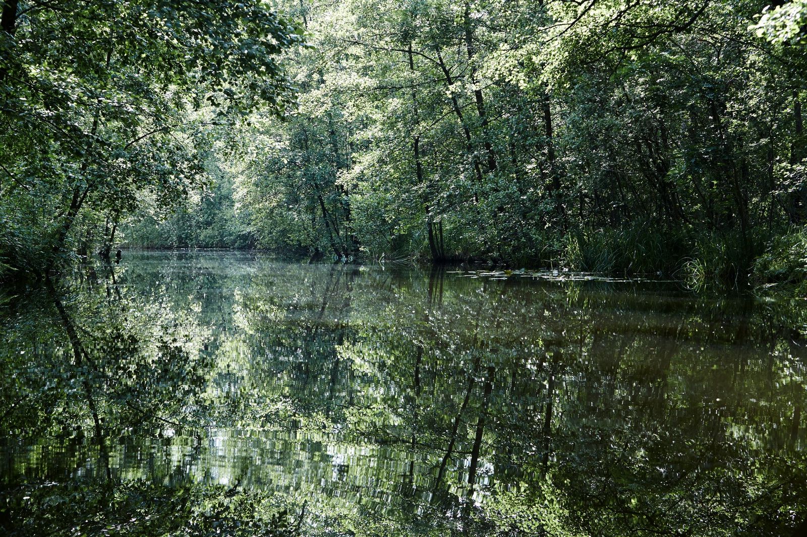 Rivière Havel "L'Amazonie du nord" I 